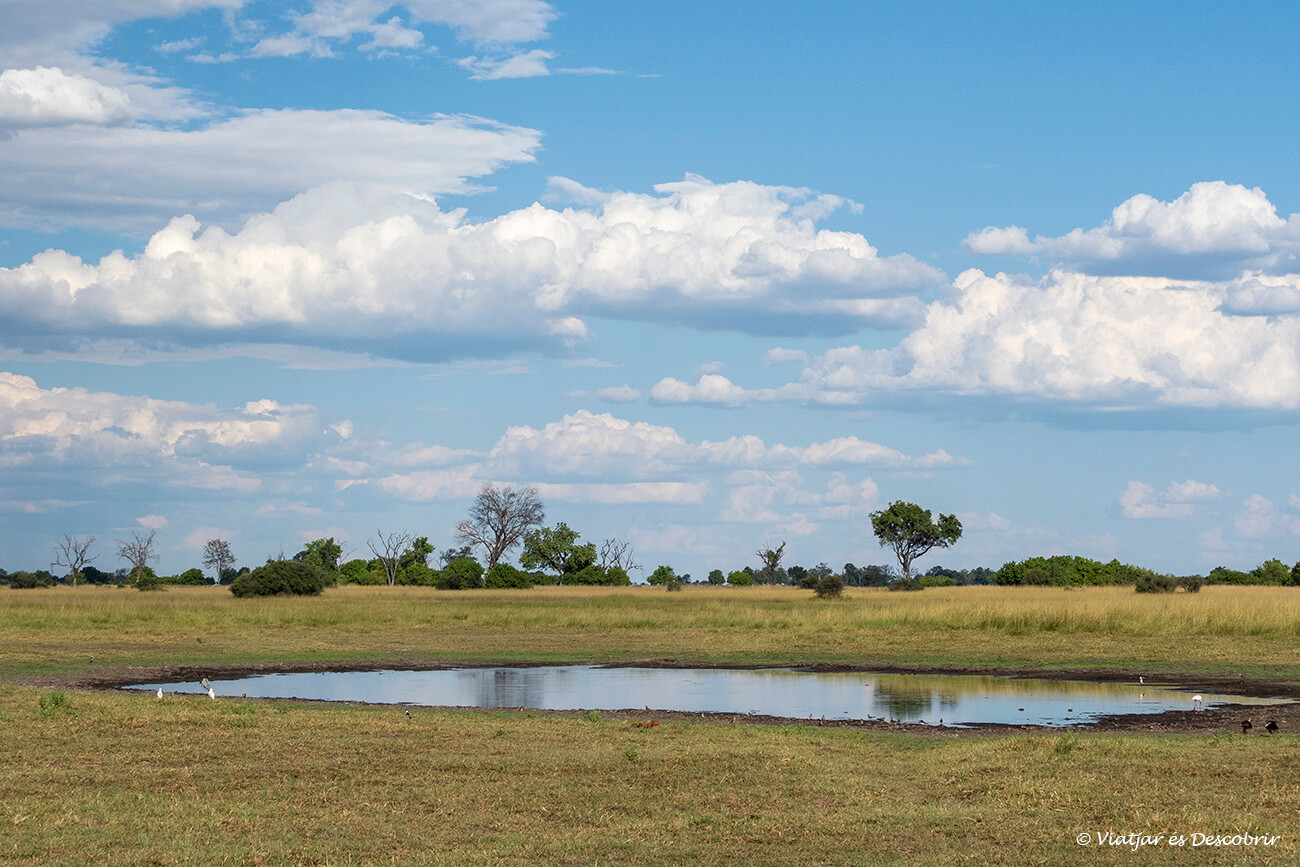 paisatge amb llacunes al delta de l'okavango durant un safari espectacular