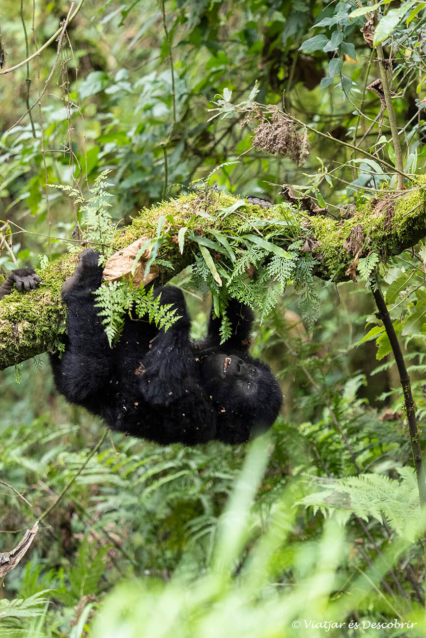 una cria de goril·la fotografiava a Uganda mentre juga entre les branques i fulles de la selva del sud del país