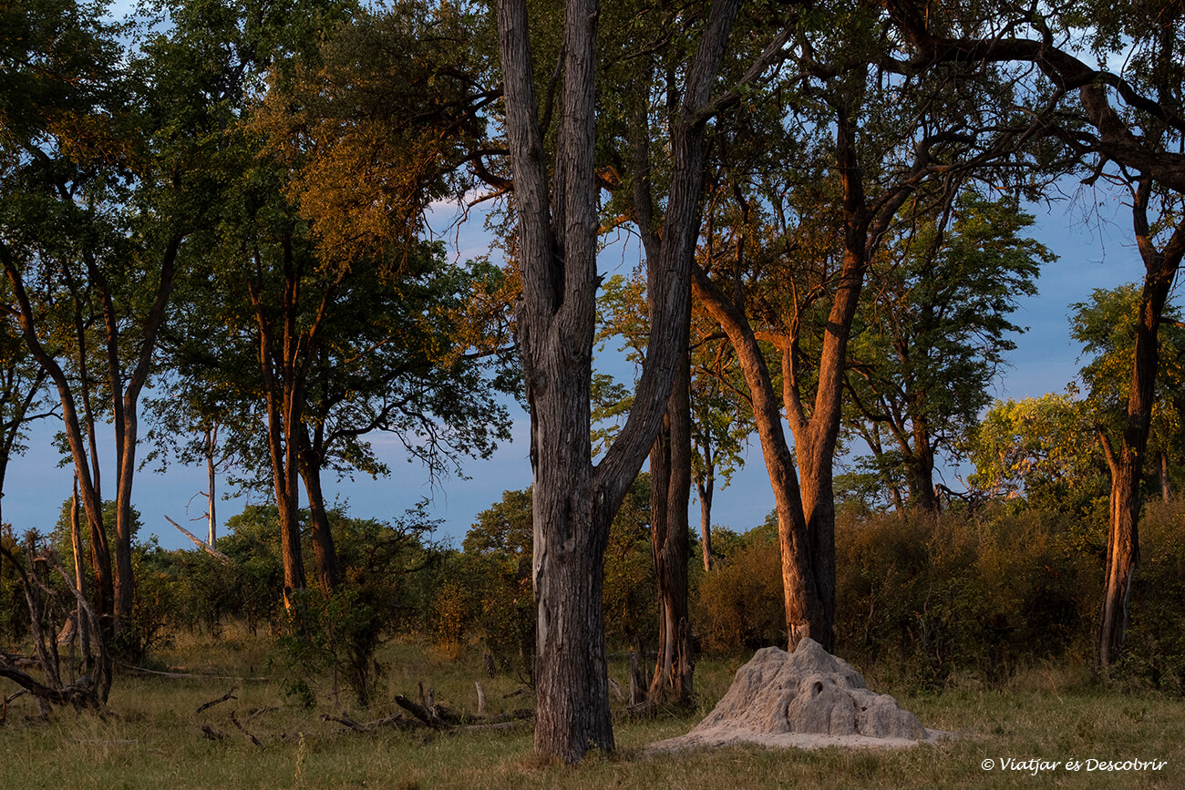 posta de sol entre els arbres del delta de l'okavango