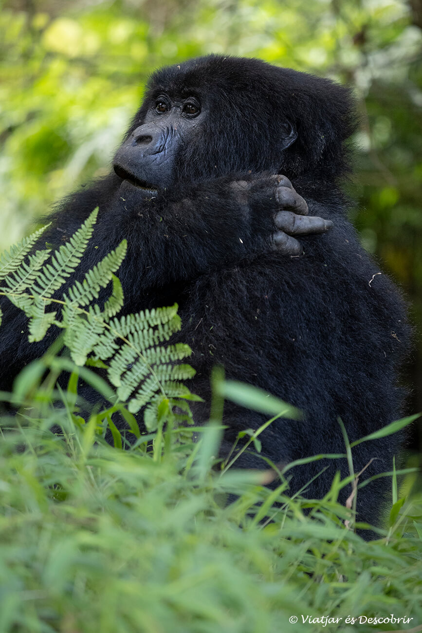 una femella de goril·la de muntanya a Uganda envoltada del verd de la selva de Mgahinga