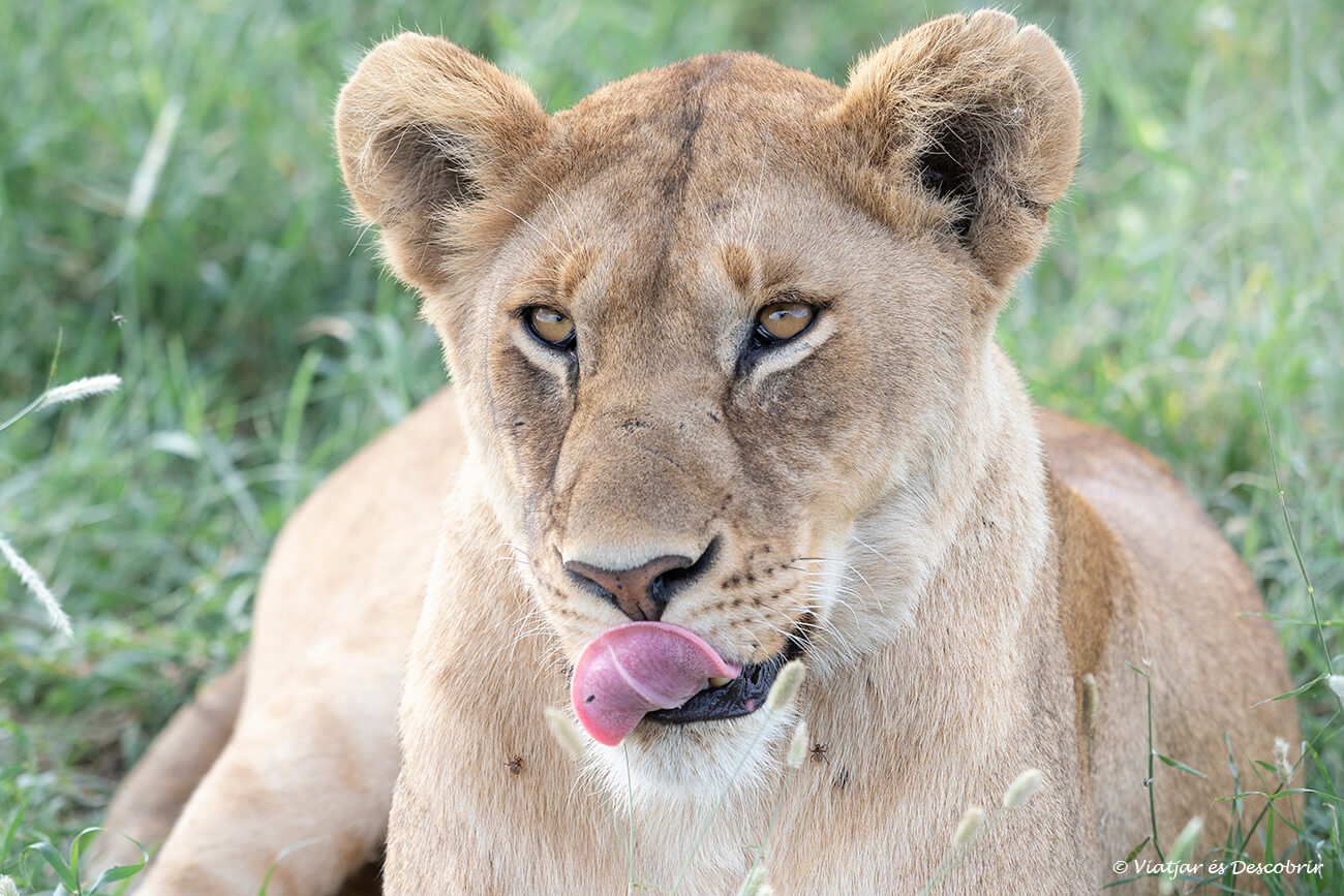 la gran migració durant un safari a Kenya o Tanzània és una gran oportunitat per veure lleons i altres depredadors en acció