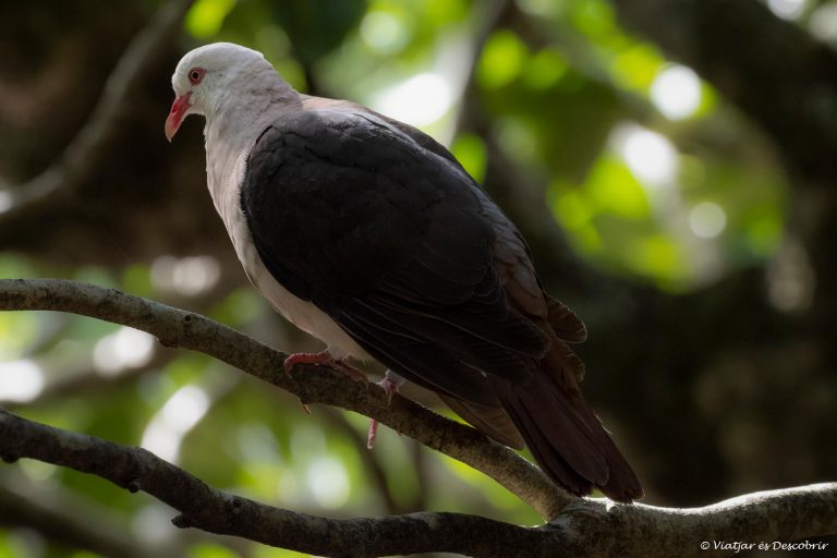 Més informació sobre l'article Semana 29 (Quinuituq): L’Île aux Aigrettes i la conservació d’espècies endèmiques