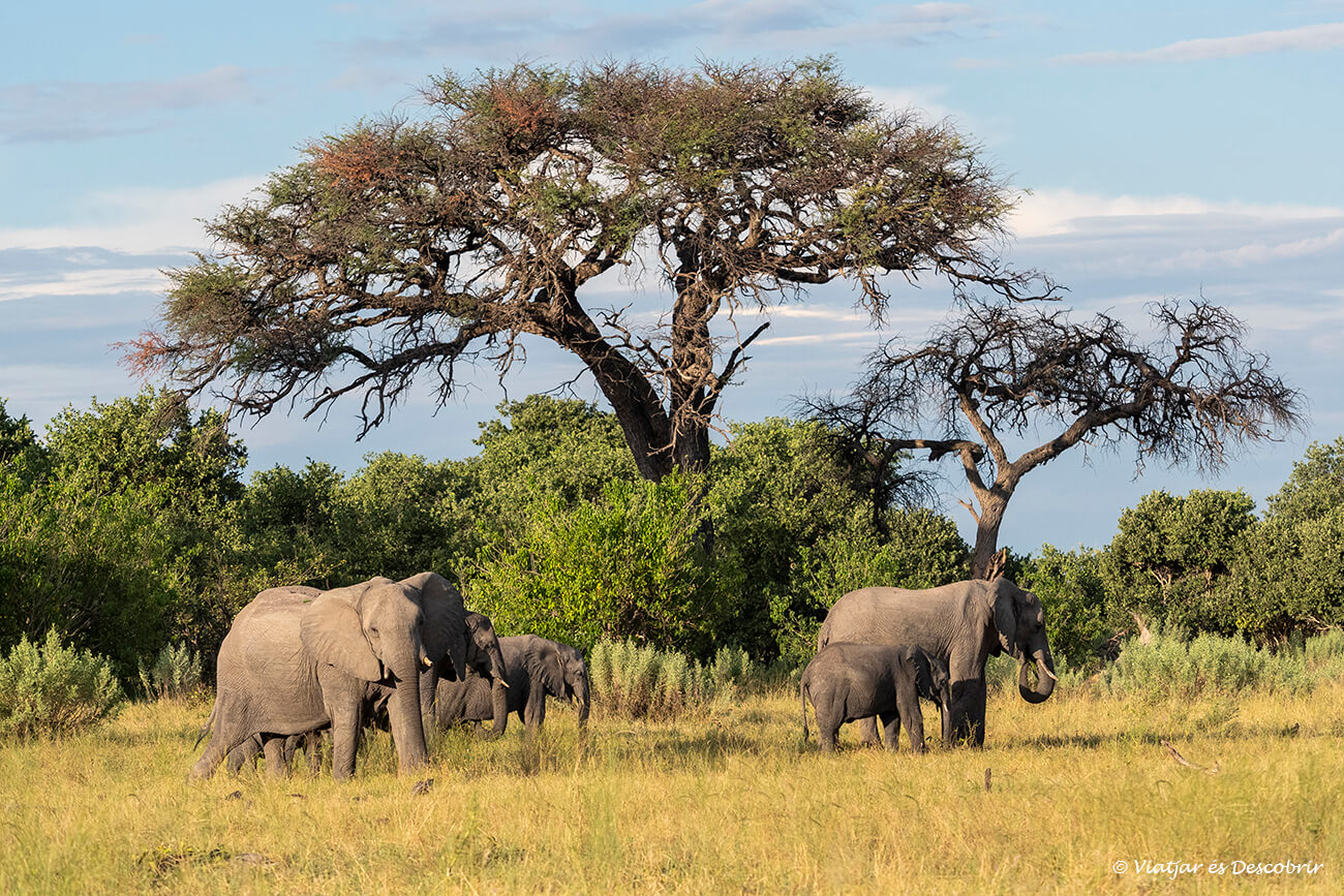una familia d'elefants caminant davant d'un arbre històric al delta de l'okavango