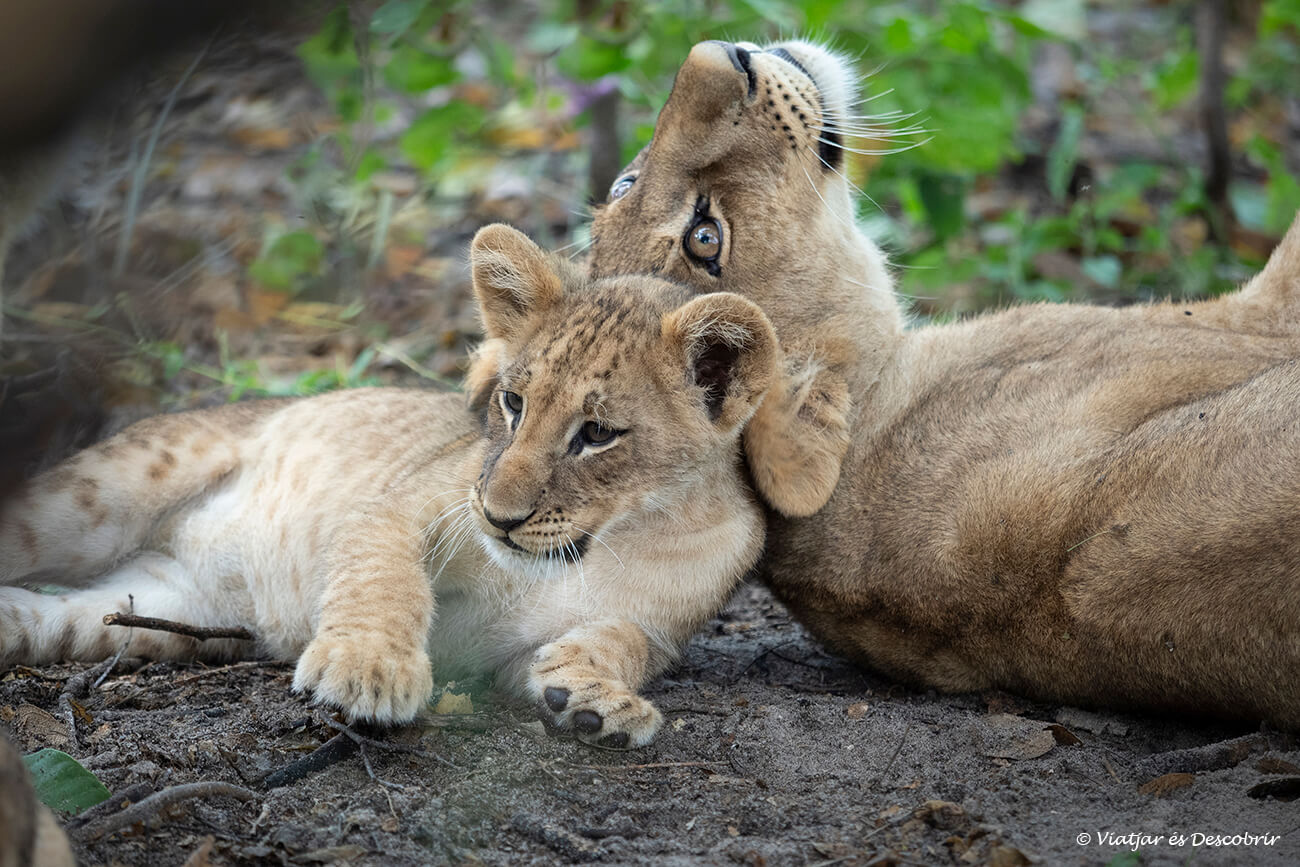 dos lleons a botswana joves