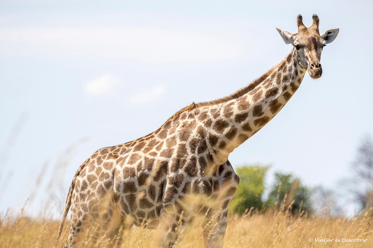 girafa durant el camí d'anada al campament base pel safari al delta de l'okavango