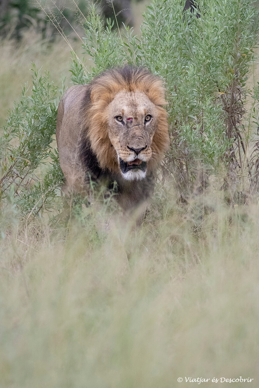 veure un lleó mascle caminant cap al vehicle durant un safari al delta de l'okavango és una de les emocions més fortes
