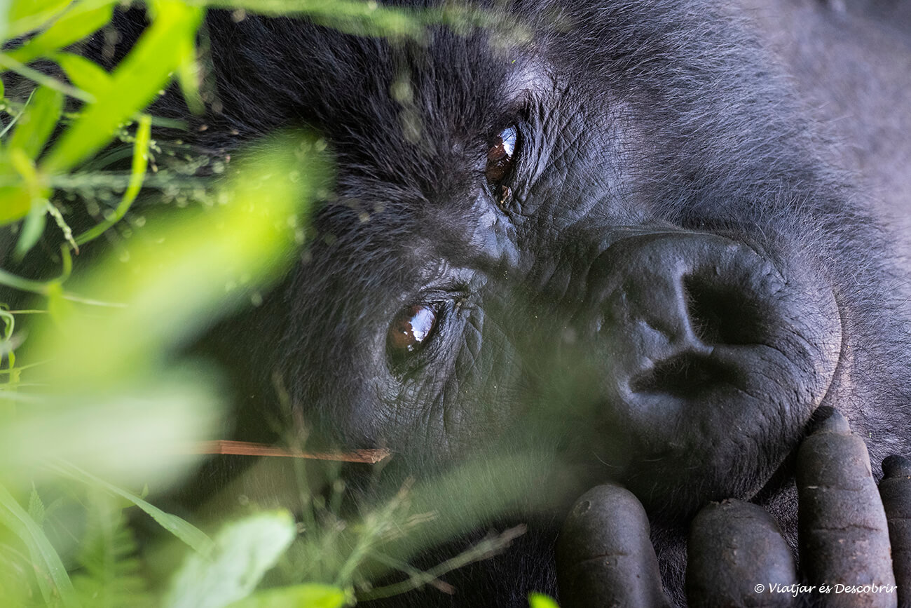 primer pla d'un goril·la estirat a la selva ugandesa