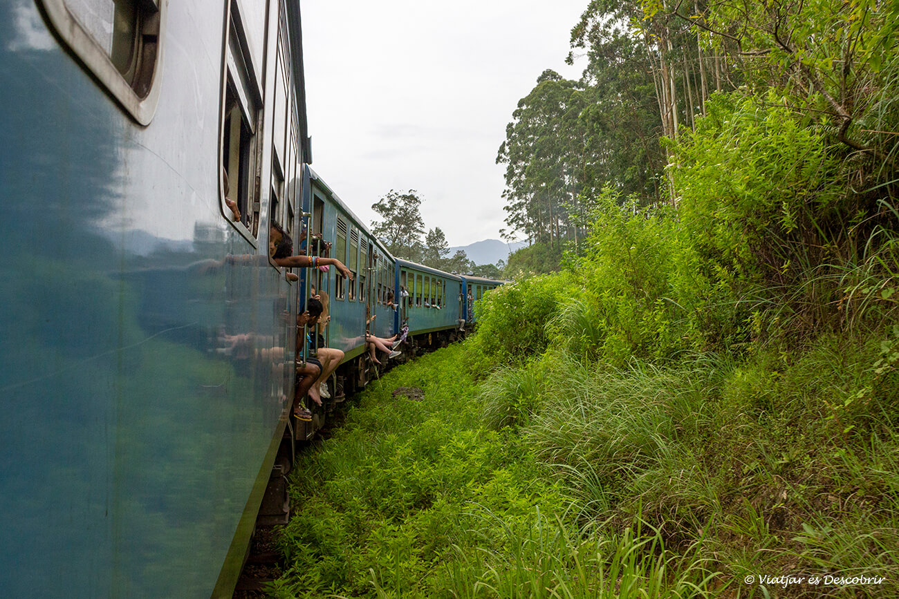 el famós tren de Sri Lanka blau passant pel costat d'un bosc de Sri Lanka