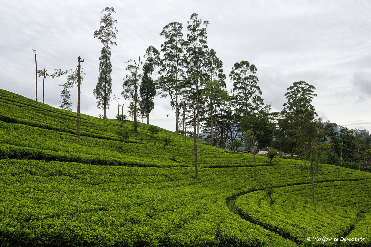 els perfectes camps de te de Sri Lanka molt ben cuidats i verds a l'agost