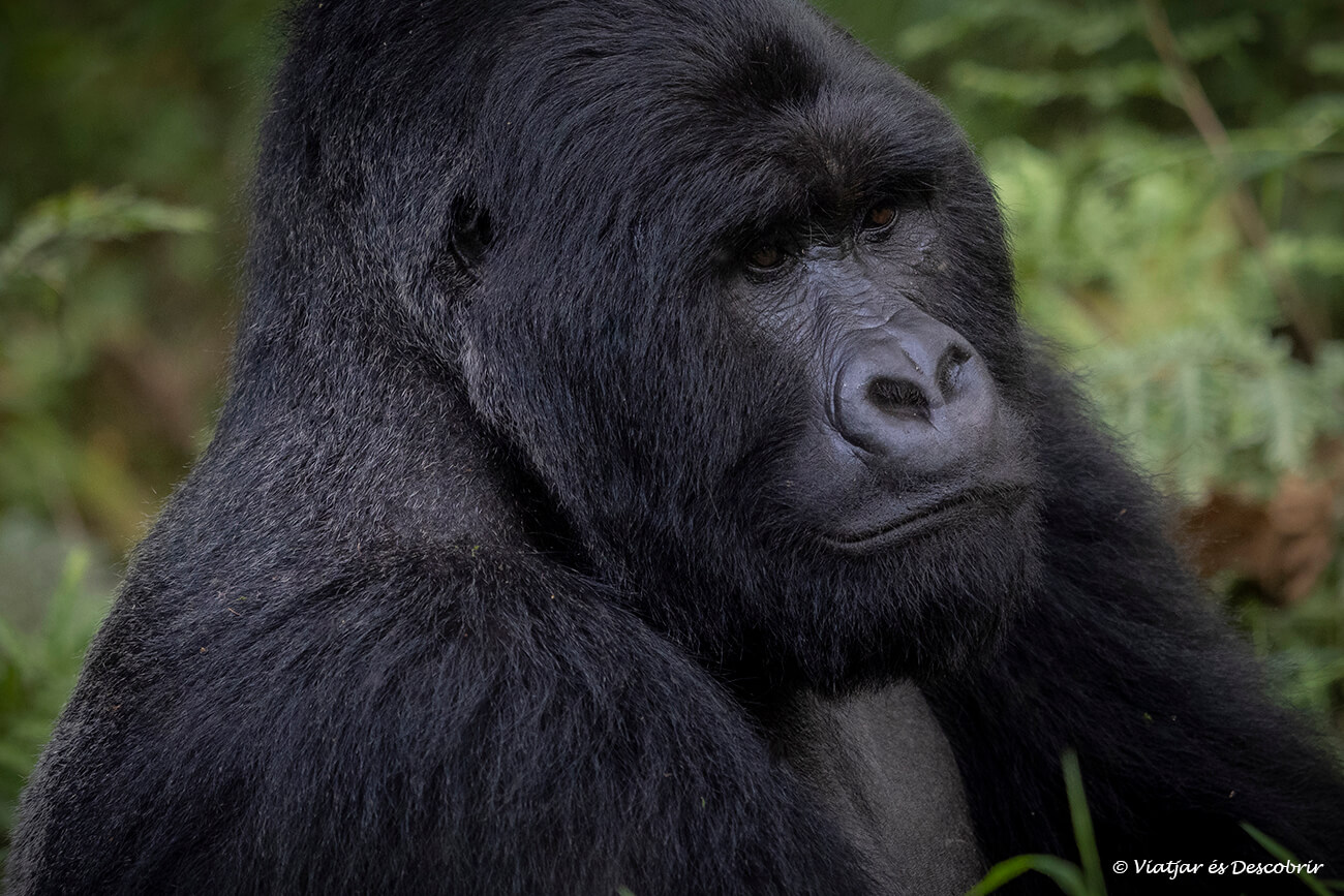 el turisme ha estat clau en la conservació dels goril·les de muntanya a l'est d'Àfrica