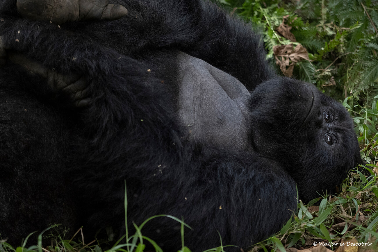 un goril·la d'esquena platejada estirat a la selva d'Uganda