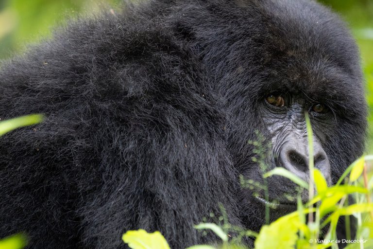 Més informació sobre l'article Veure goril·les a Uganda (reserves, preu i millor època)