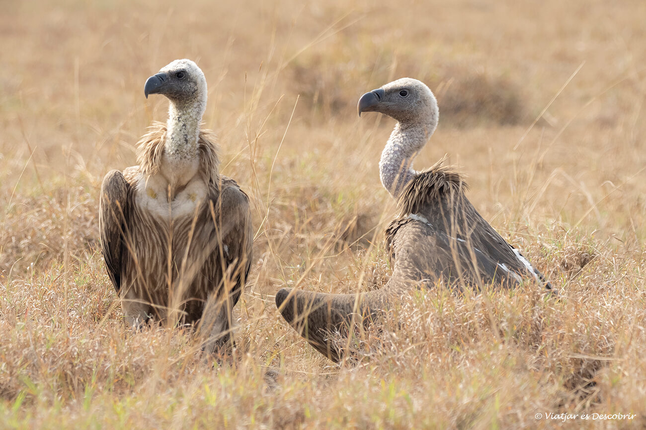un grup de dos voltors fotografiats durant un safari a la sabana ugandesa