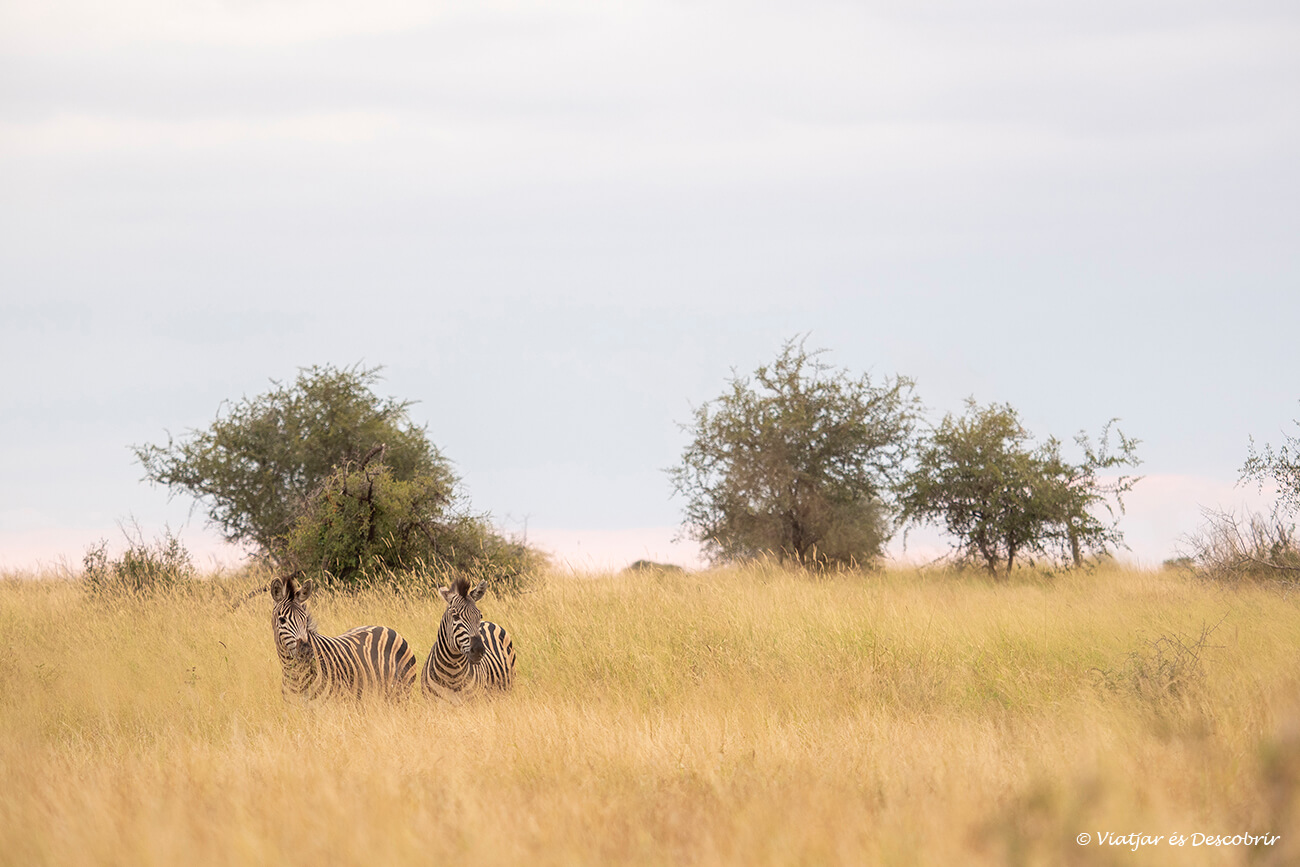 dues zebres al capvespre a les rodalies del Parc Nacional Kruger