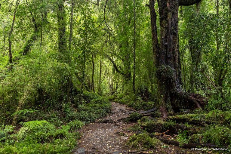 Més informació sobre l'article El Parc Nacional Alerce Andino: guia para visitar-lo