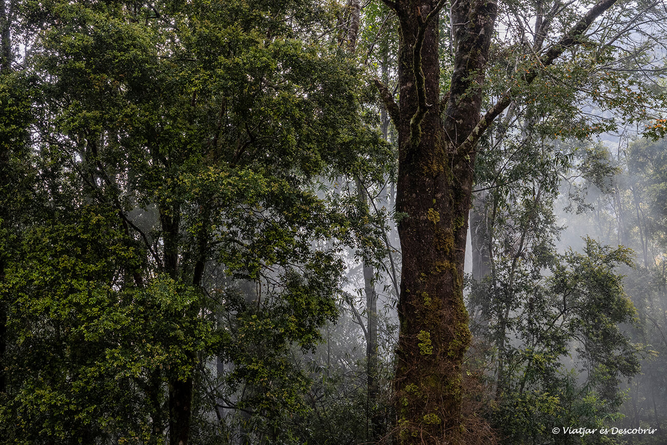 al matí és molt habitual trobar boira entre els arbres del Parc Nacional Alerce Andino