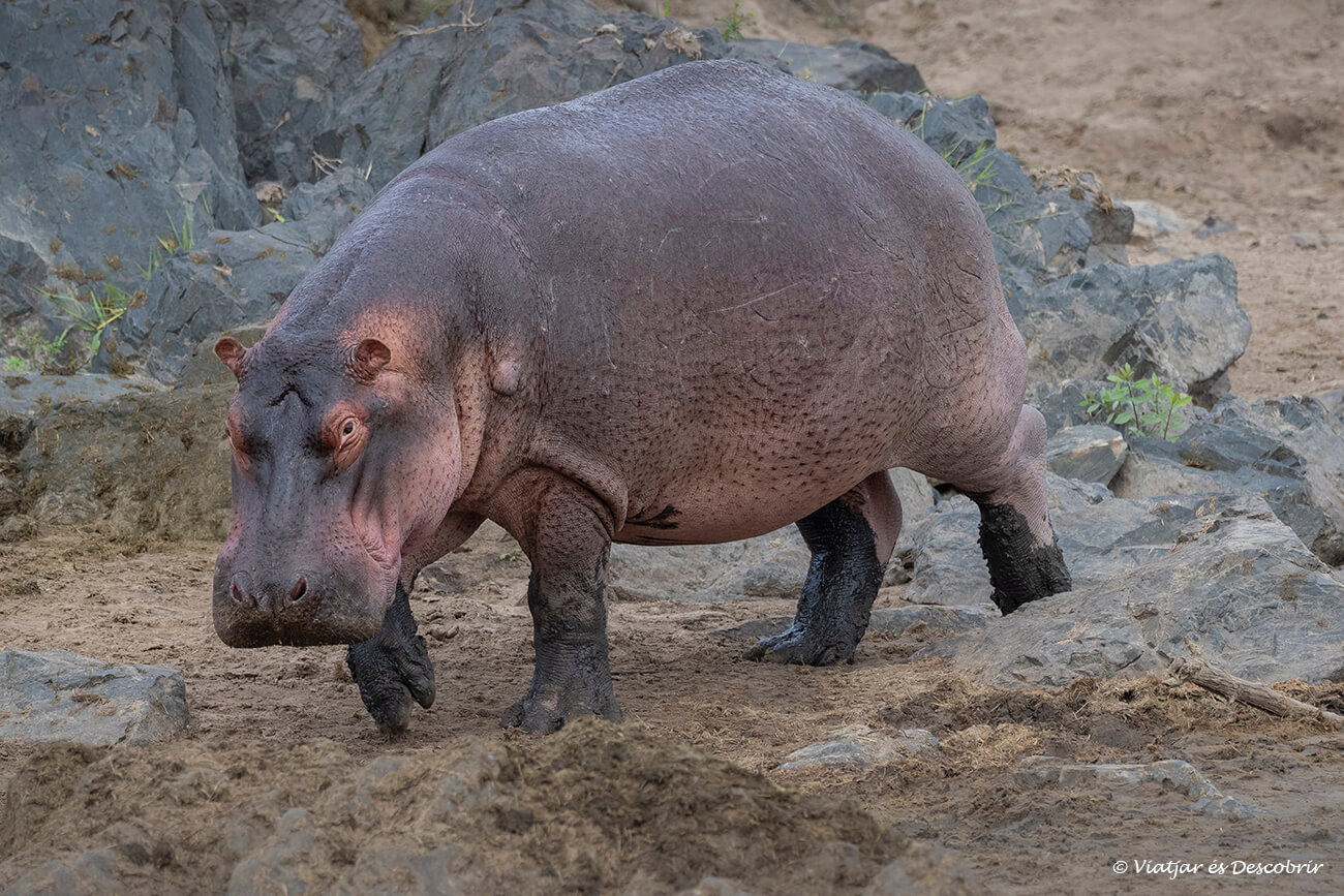 és poc habitual veure un hipopòtam caminant a la llum del dia durant un safari a Tanzània