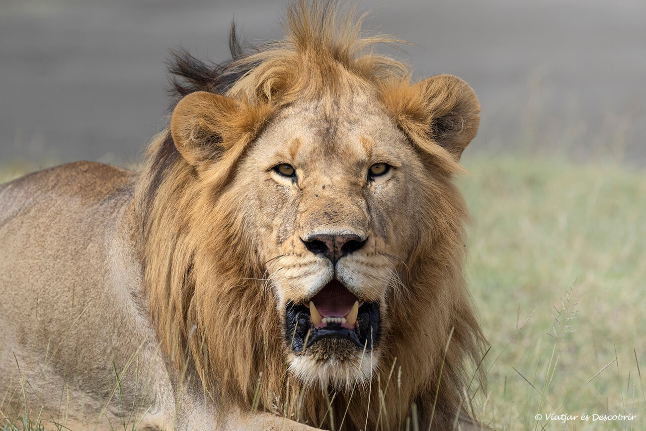 un lleó mascle al costat del llac ndutu una zona amb moltes preses durant l'època del calving al mes de gener i febrer