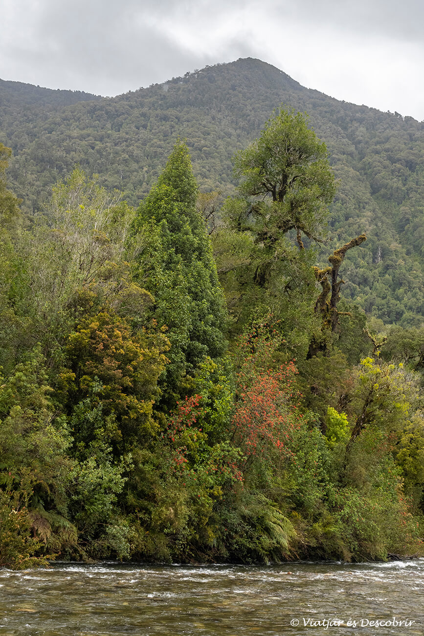 visitar el Parc Nacional Alerce Andino permet descobrir boscos i paisatges plens de vegetació, humitat i verdor