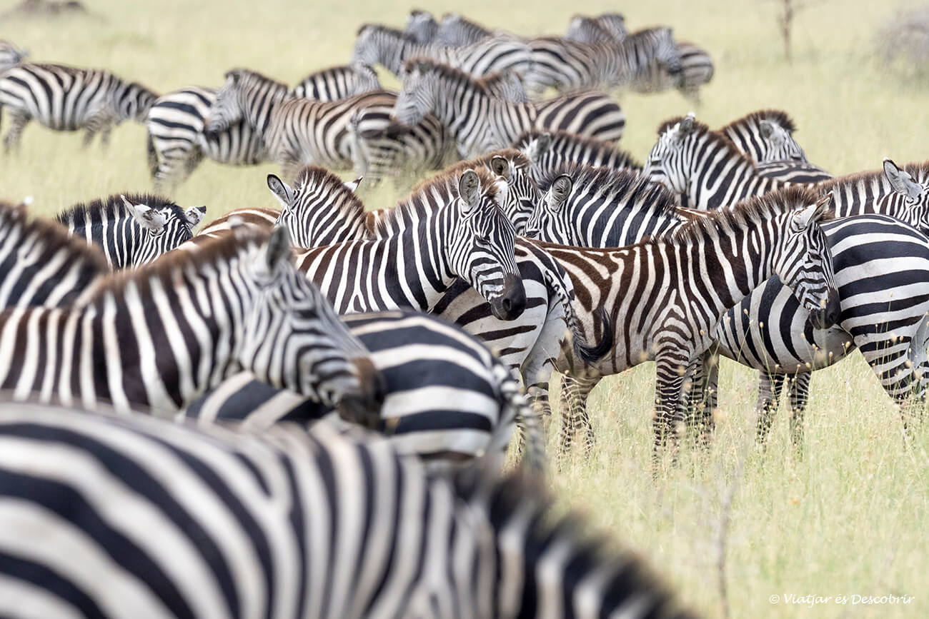 les zebres també acompanyen als nyus durant la gran migració al Serengueti