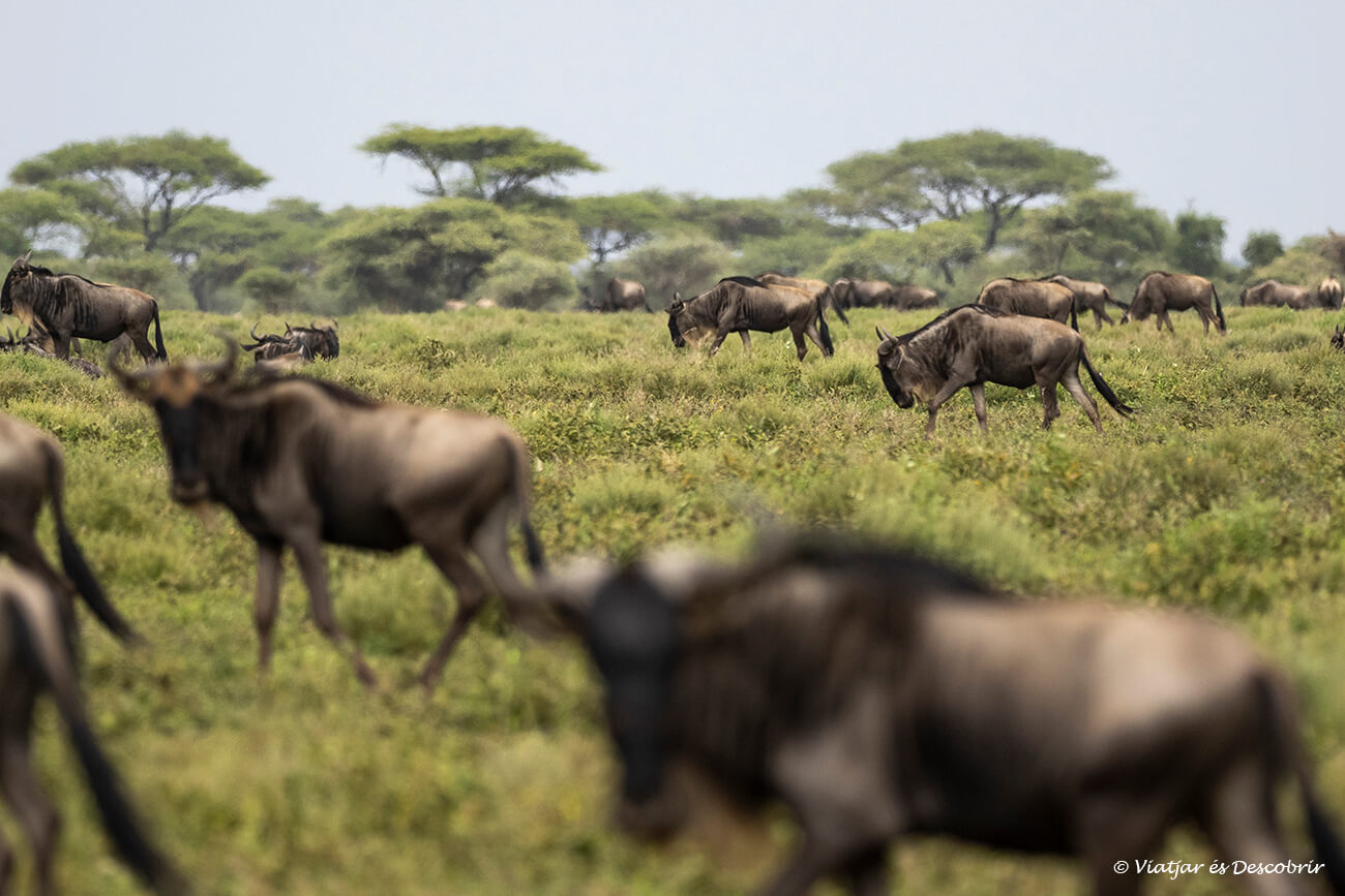 la gran migració observada a les proximitats del llac ndutu durant un safari a Tanzània amb grup