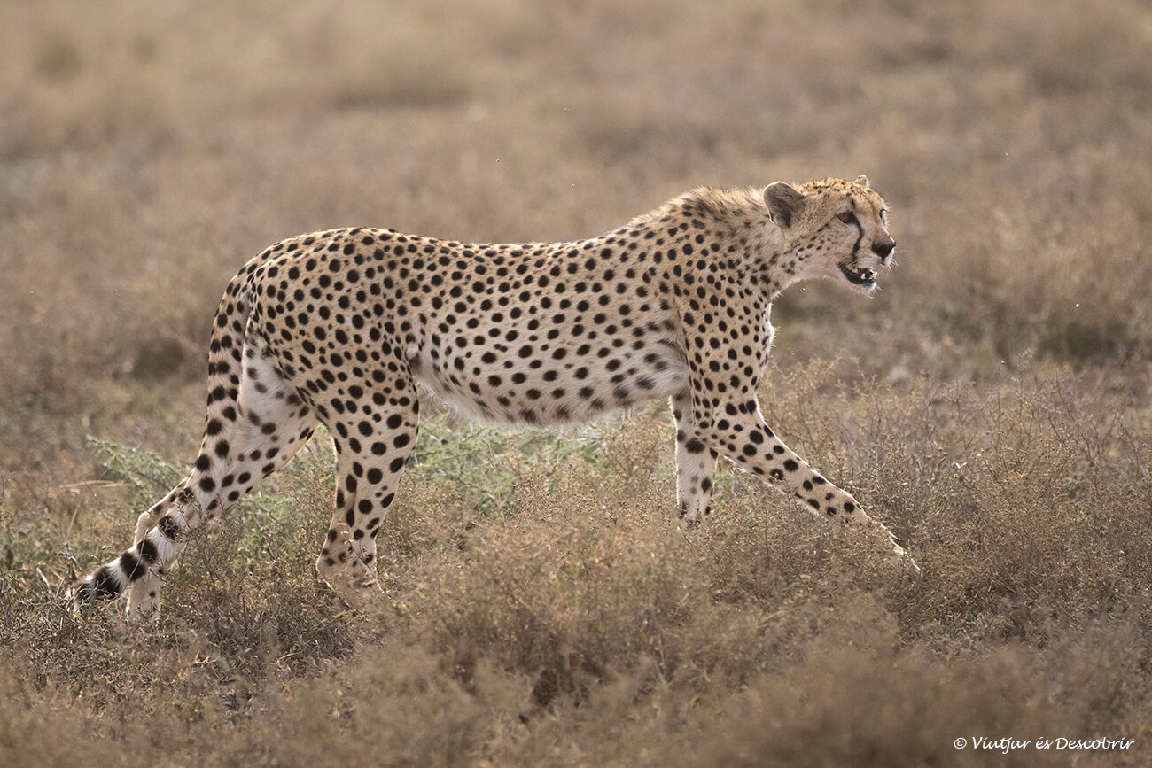 fer un safari a Tanzània permet veure escenes com un guepard caminant a la posta de sol per la sabana del Serengueti