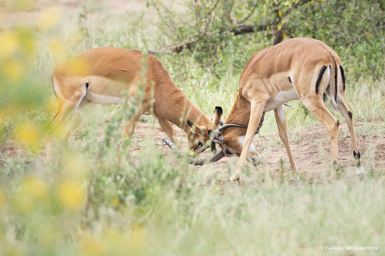 dos maslces d'imapala lluitant i avaluant la seva força per tal de ser el mascle dominant d'una zona al Serengueti