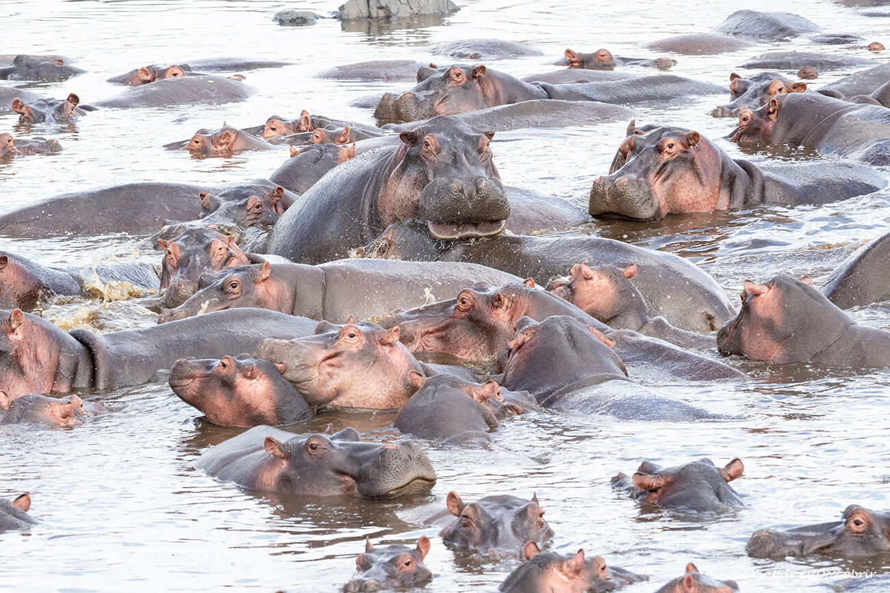 un grup d'hipopòtams a un riu del Serengueti