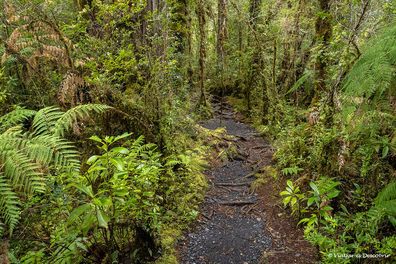 boscos verds i frondos a dins del parc nacional pumalín douglas tompkins