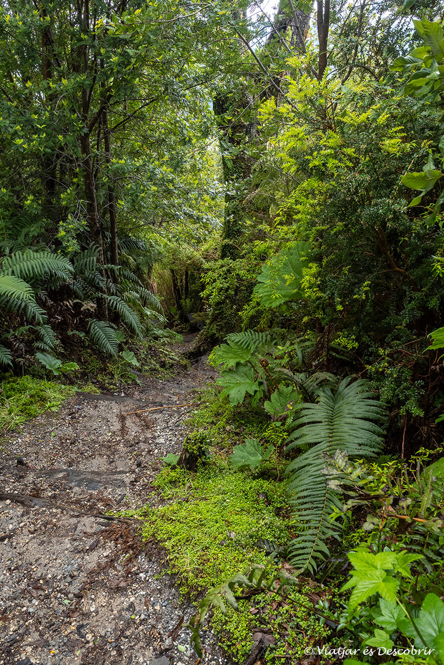 caminar per un sender del parc nacional pumalín és ideal per apreciar la verda vegetació tan pròpia d'aqueta àrea de conservació tan important