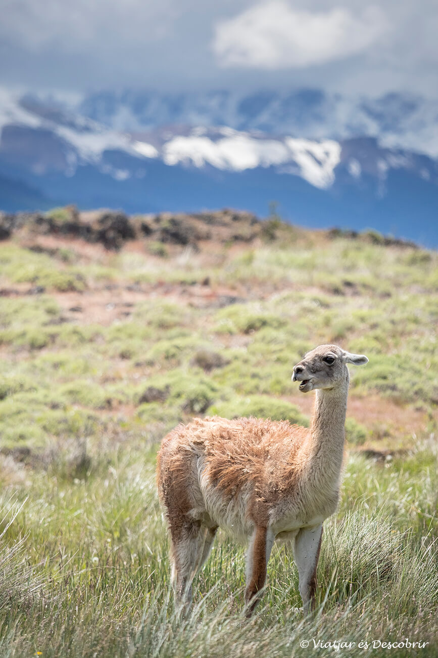 un guanac a l'estepa característica de la vall del parc nacional patagonia