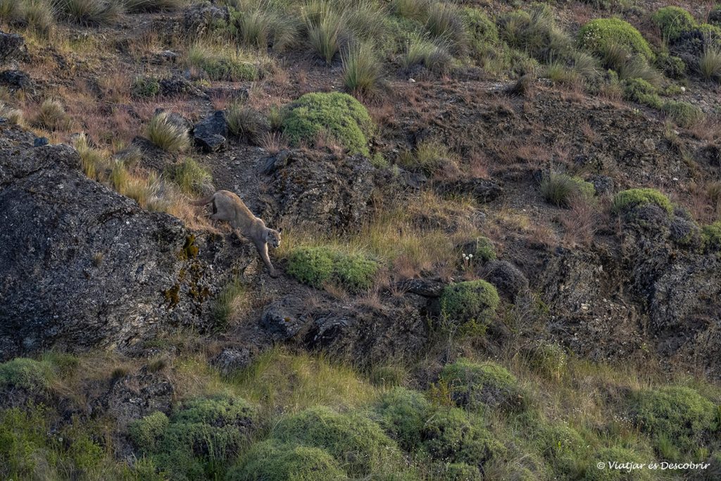 un puma fotografiat durant el viatge per la carretera austral a dins del parc nacional patagonia a Xile