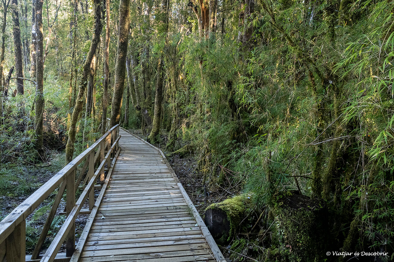 passarel·la de fusta per l'interior d'un bosc del parc nacional corcovado de camí al Ventisquero Yelcho