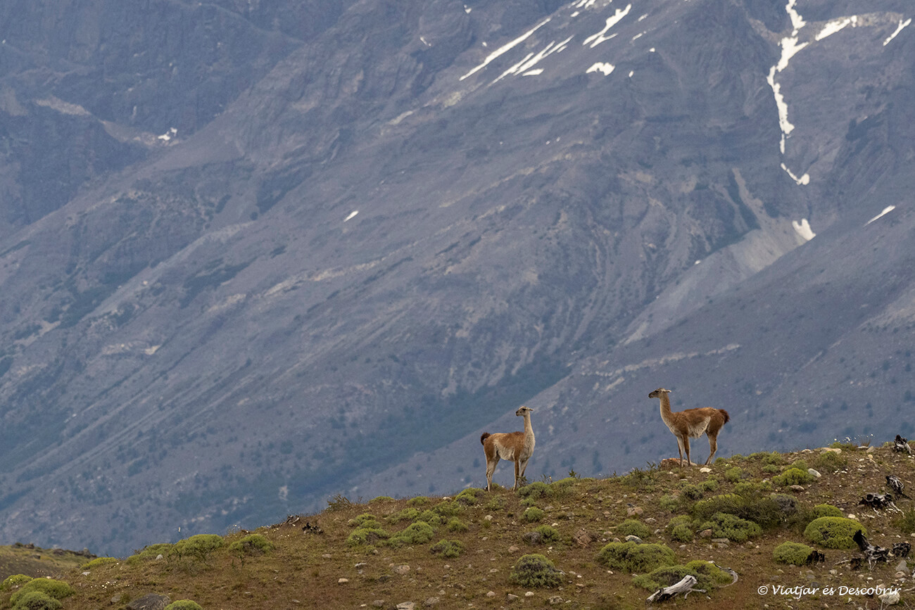 una parella de guanacs amb les muntanyes al fons