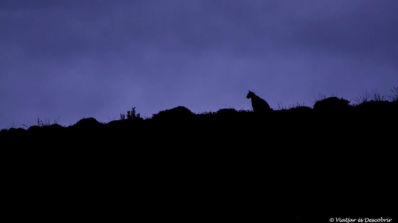 silueta d'un puma dibuixada sobre el cel blavós previ a la foscor de la nit
