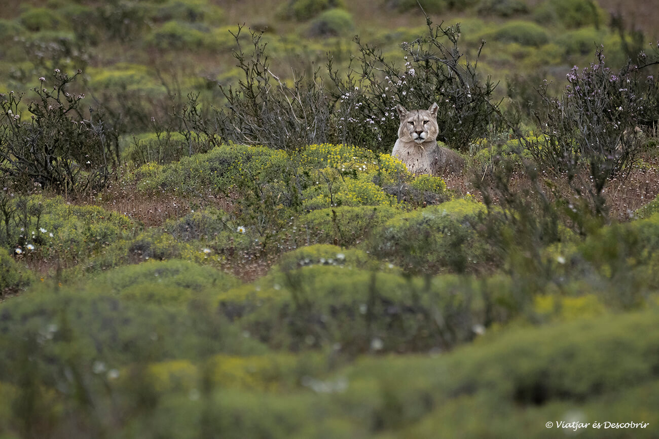 un puma estirat entre els arbustos que cobreixen l'estepa patagònica del paine