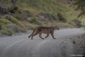 Read more about the article On veure pumes al Parc Nacional Torres del Paine