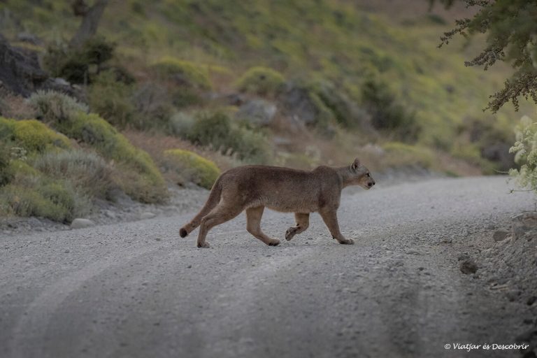 Més informació sobre l'article On veure pumes al Parc Nacional Torres del Paine