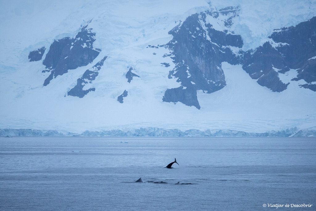 balenes nedant després del primer desembarcament continental a l'Antàrtida del viatge