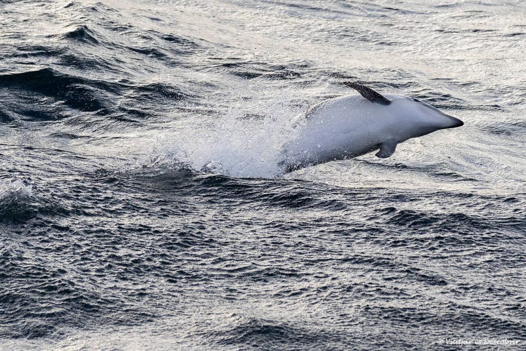 un dofí saltant al Canal del Beagle al final del creuer