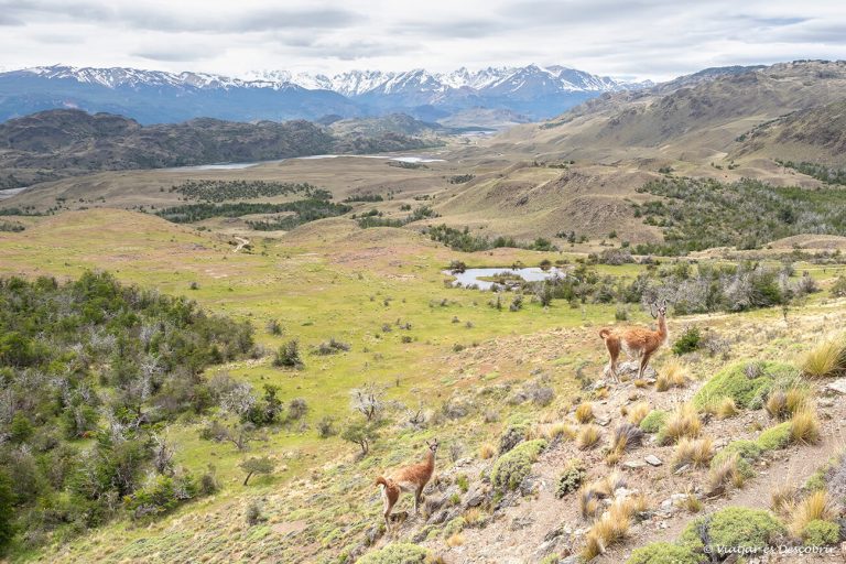 Més informació sobre l'article Visitar la Vall de Chacabuco (Parc Nacional Patagonia)