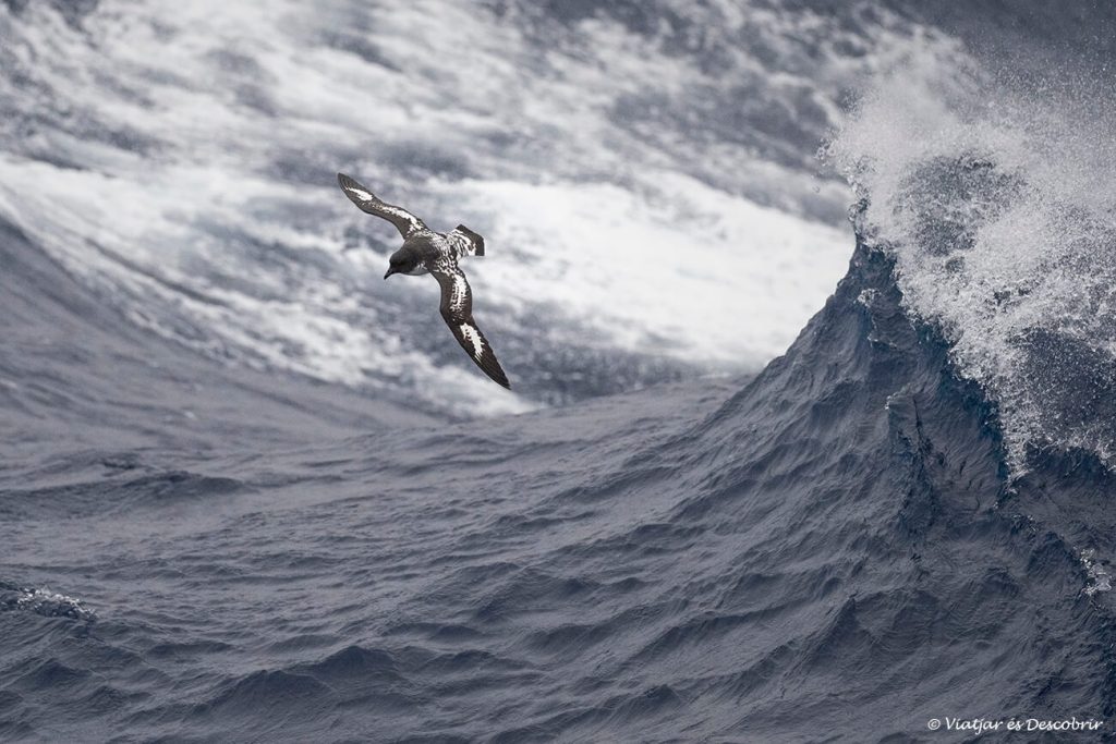 aus marines durant la navegació per una tempesta al Pas de Drake