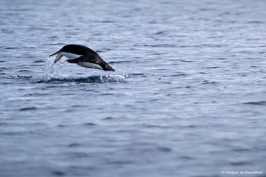 un pingüí saltant de l'aigua durant un viatge a l'Antàrtida