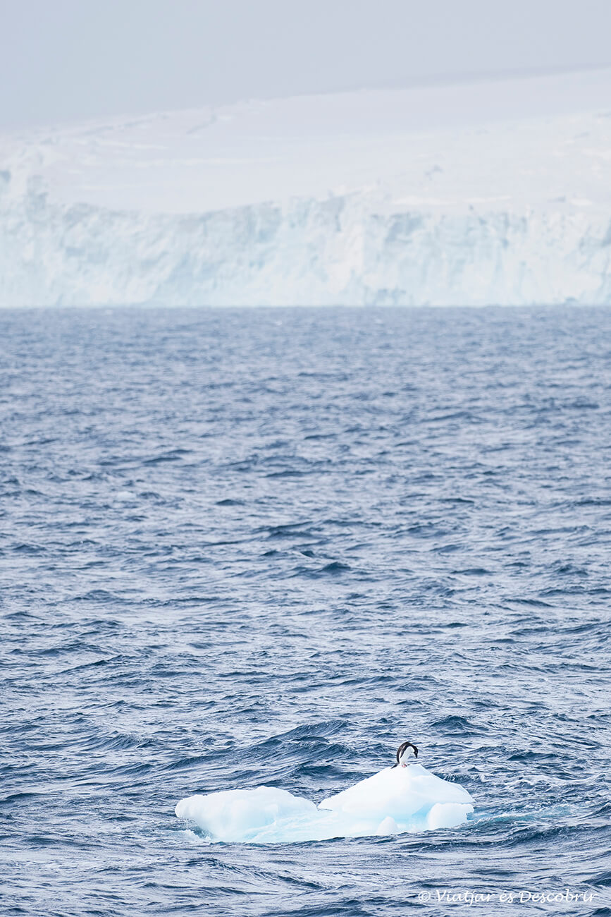un solitari pingüí descansant a un petit troç de gel merí durant l'experiència de viatjar a l'Antàrtida