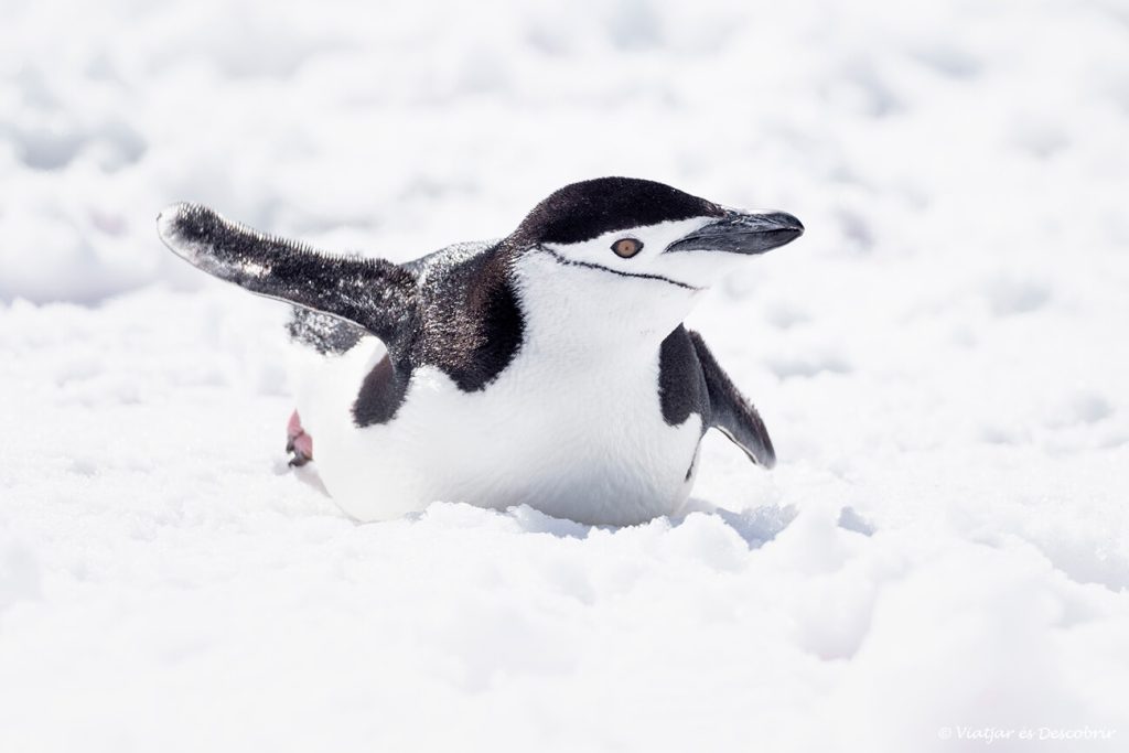 un pingüi carablanc a l'Antàrtida