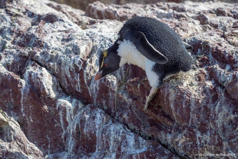 Més informació sobre l'article Setmana 48 (Quinuituq): Puerto Deseado i els pingüins salta-roques