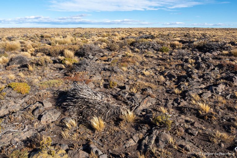 Més informació sobre l'article Setmana 47 (Quinuituq): Rewilding Argentina, el retorn del salvatge