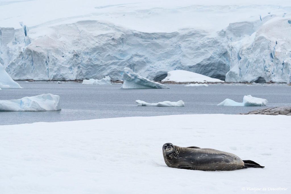 viatjar a l'Antàrtida i veure una foca de Wedell descansant a la neu és un dels desitjos de molts viatgers