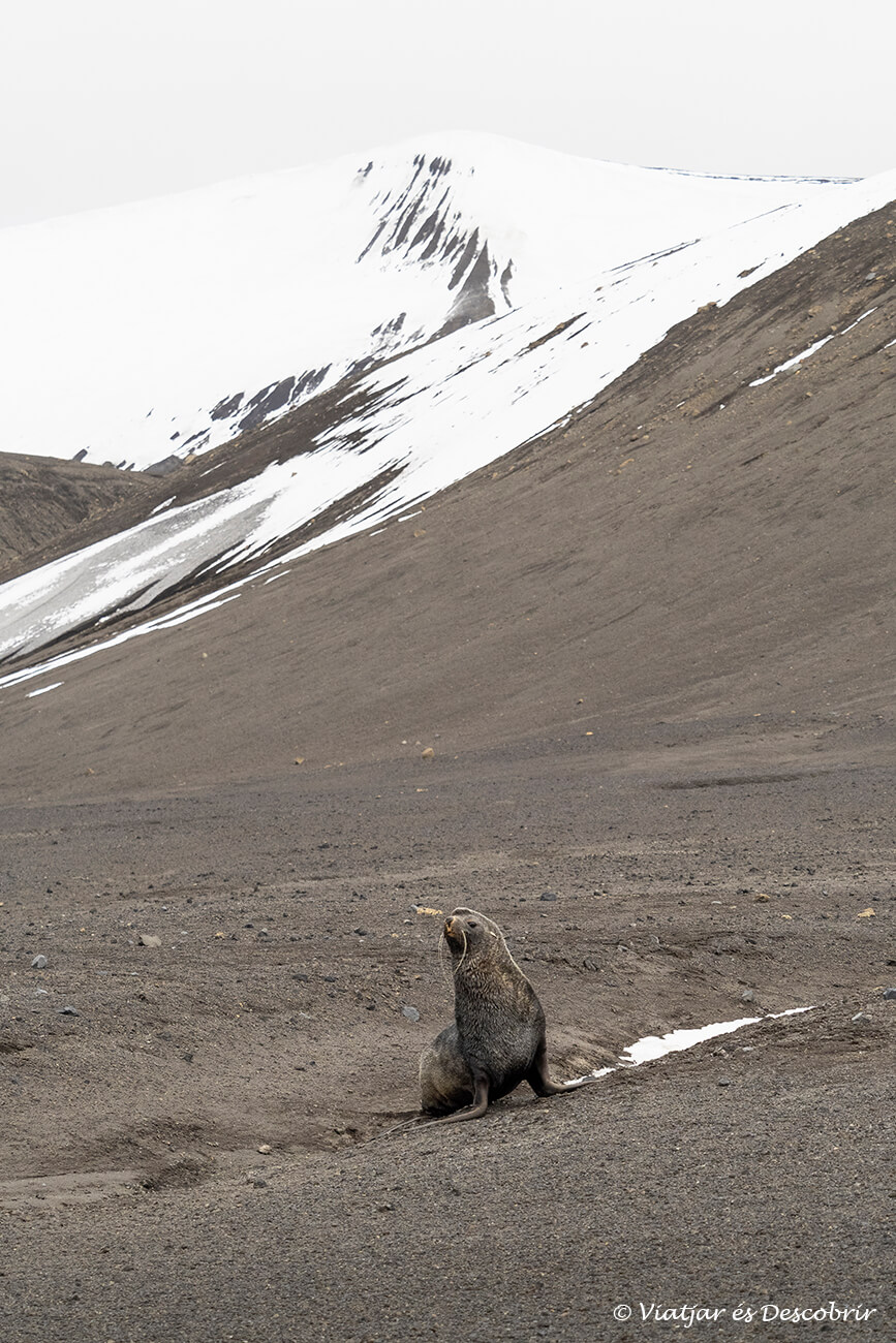 un lleó marí de dos pèls a l'illa volcànic Decepció a l'Antàrtida