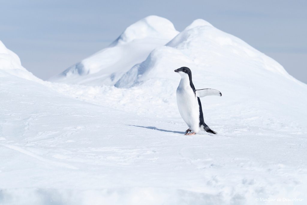 un pingüí d'Adèlia caminant a un bloc de gel marí a l'inici del famós Mar de Wedell